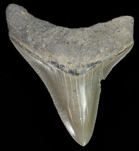 Serrated, Juvenile Megalodon Tooth #70571
